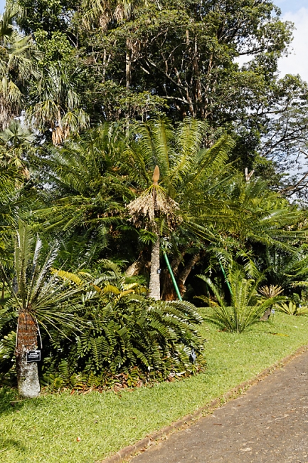 Kandy-Botanical garden-020